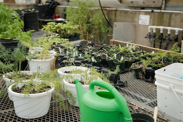 HORTICULTURE, LANDSCAPE & DESIGN students working in greenhouse