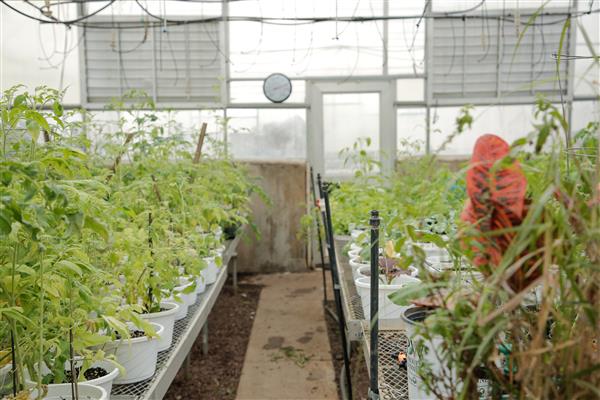 HORTICULTURE, LANDSCAPE & DESIGN students working in greenhouse